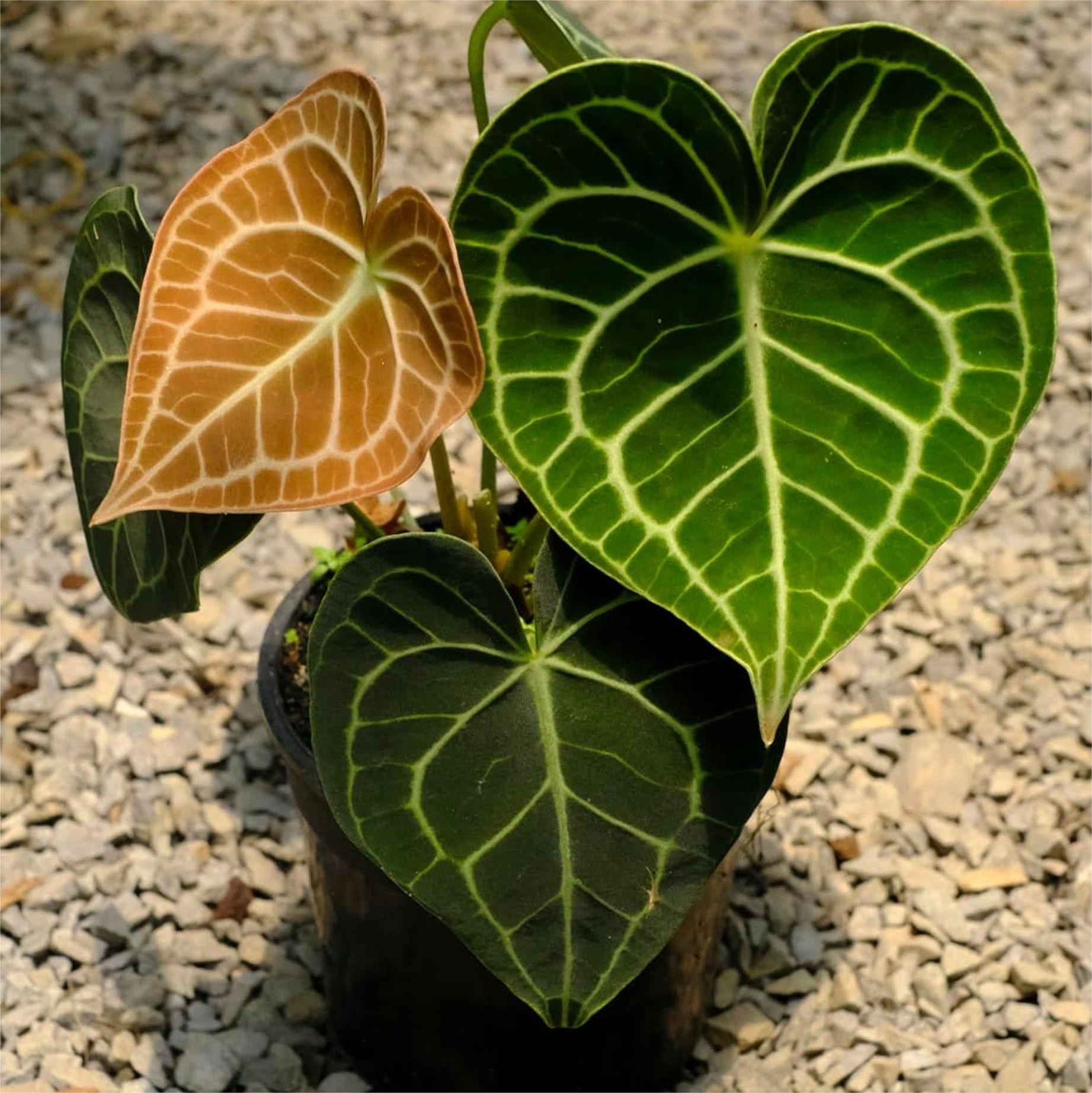 Антуриум Кларинервиум (Anthurium Clarinervium)